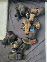 Blue, a male Belgian Malinois and Dutch Shepherd for sale in West Palm Beach, FL – 2 of 6