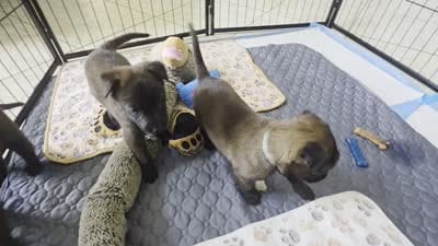 Ruger, a male Belgian Malinois and Dutch Shepherd for sale in Knoxville, TN – 7 of 9