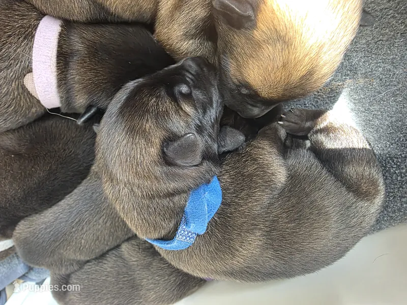 Blue, a male Belgian Malinois and Dutch Shepherd for sale in West Palm Beach, FL – 1 of 7