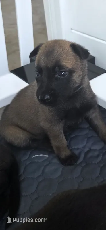 Light Blue – Belgian Malinois, Dutch Shepherd puppy for sale in West Palm Beach, FL