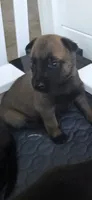 Light Blue, a female Belgian Malinois and Dutch Shepherd for sale in Knoxville, TN – 1 of 9