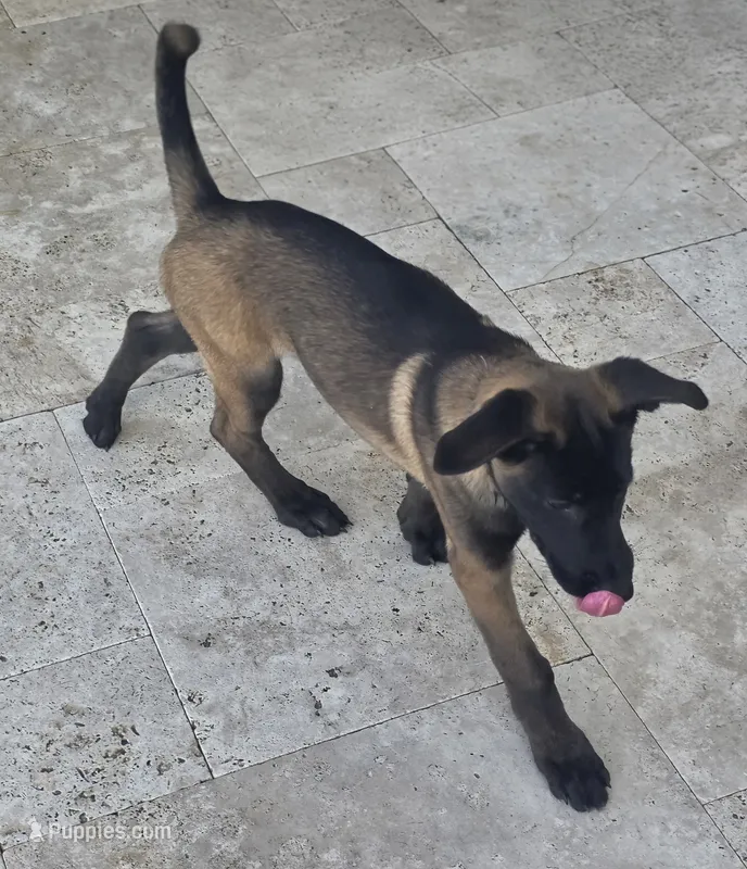 Uzi - Purple – Belgian Malinois, Dutch Shepherd puppy for sale in Lake Worth, FL