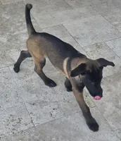 Uzi - Purple, a male Belgian Malinois and Dutch Shepherd for sale in Lake Worth, FL – 2 of 10