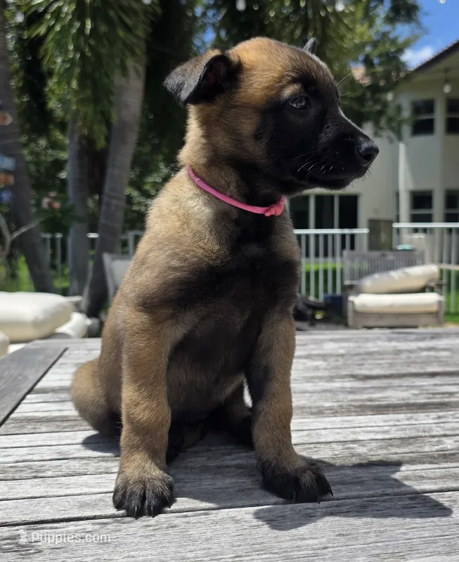 Pink – Belgian Malinois, Dutch Shepherd puppy for sale in Lake Worth, FL