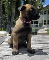 Tika - Pink, a female Belgian Malinois and Dutch Shepherd for sale in Lake Worth, FL – 3 of 10