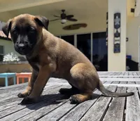 Light Blue, a female Belgian Malinois and Dutch Shepherd for sale in Lake Worth, FL – 1 of 10