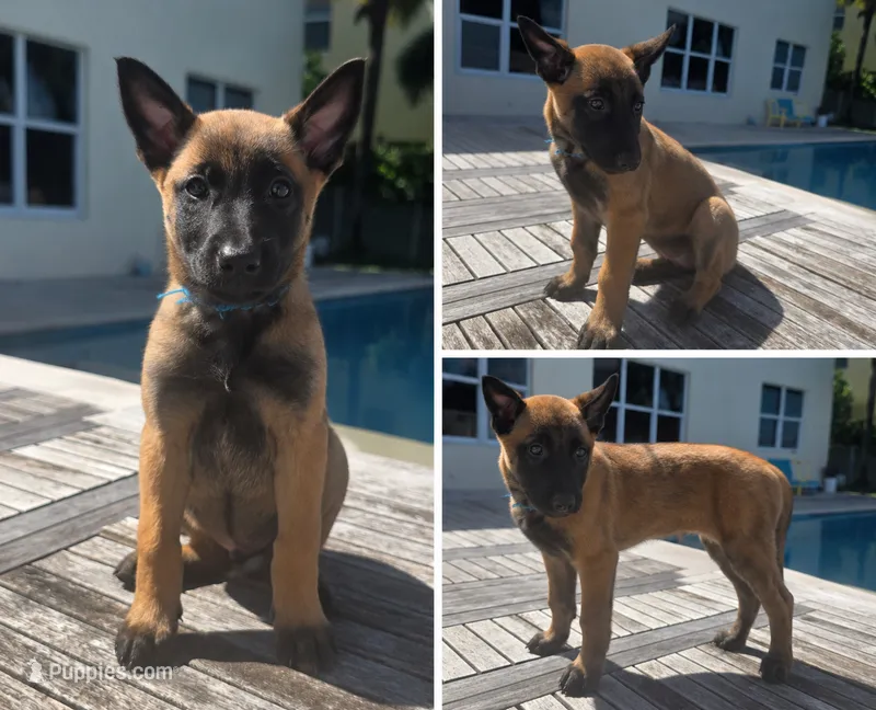 Beretta - Light Blue – Belgian Malinois, Dutch Shepherd puppy for sale in Lake Worth, FL