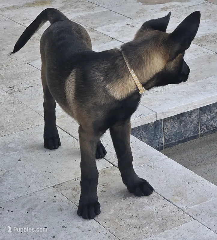 Sig - Tan – Belgian Malinois, Dutch Shepherd puppy for sale in Lake Worth, FL