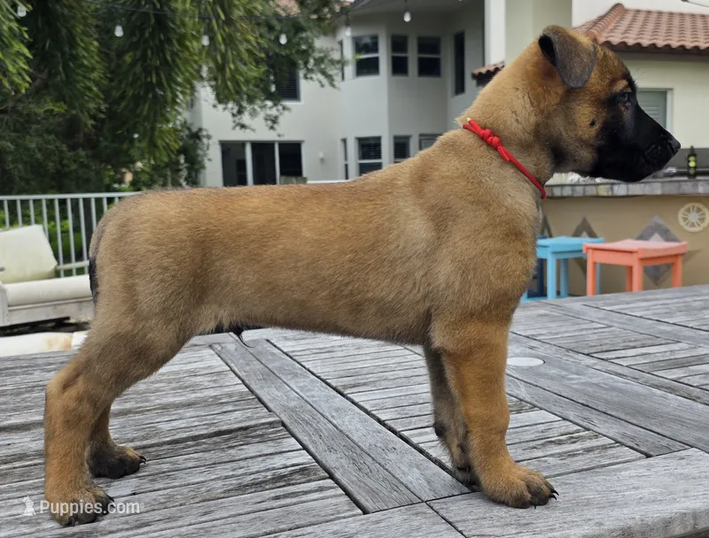 Red – Belgian Malinois, Dutch Shepherd puppy for sale in Lake Worth, FL