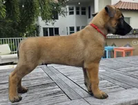 Ruger - Red, a male Belgian Malinois and Dutch Shepherd for sale in Lake Worth, FL – 1 of 9