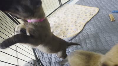 Black, a male Belgian Malinois and Dutch Shepherd for sale in Knoxville, TN – 9 of 9