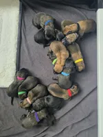 Tan, a male Belgian Malinois and Dutch Shepherd for sale in West Palm Beach, FL – 4 of 4