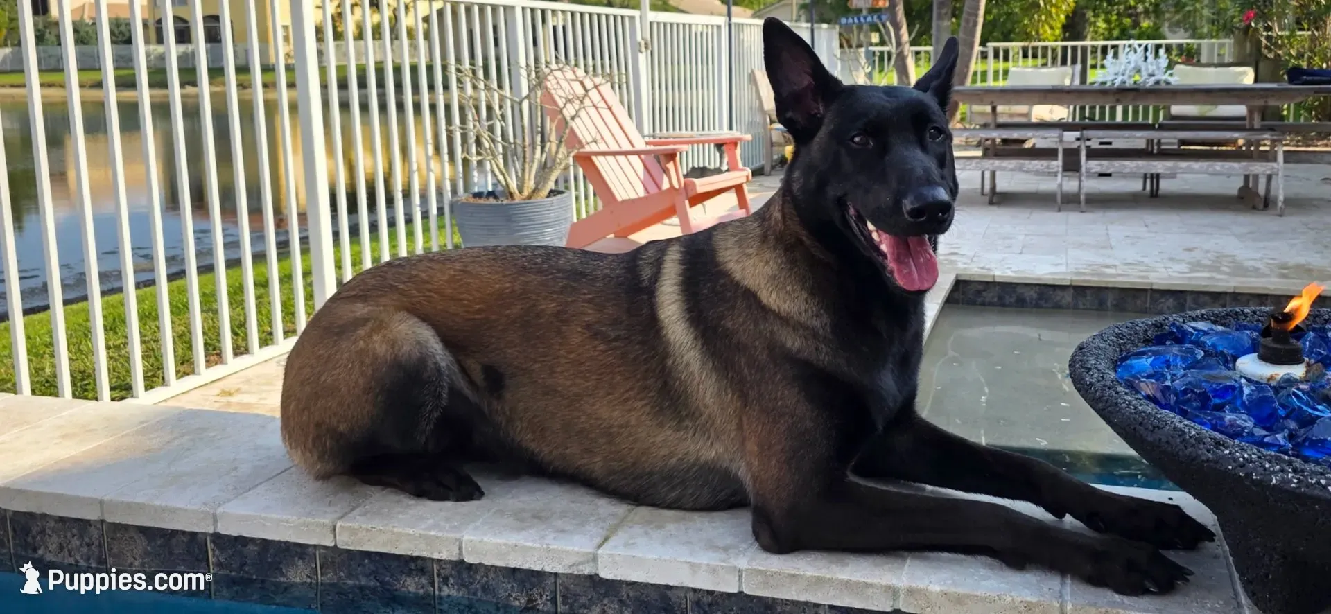 Blue, a male Belgian Malinois and Dutch Shepherd for sale in West Palm Beach, FL – 3 of 6