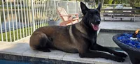 Belgian Malinois , a  Belgian Malinois and Dutch Shepherd for sale in West Palm Beach, FL – 8 of 10