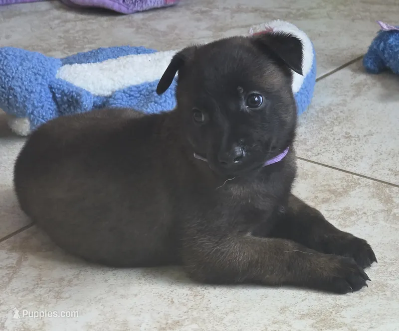Ruger – Belgian Malinois, Dutch Shepherd puppy for sale in Knoxville, TN