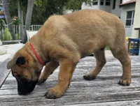 Ruger - Red, a male Belgian Malinois and Dutch Shepherd for sale in Lake Worth, FL – 3 of 9