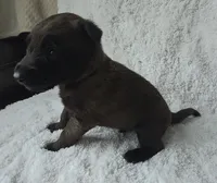 Blue, a male Belgian Malinois and Dutch Shepherd for sale in Knoxville, TN – 2 of 10