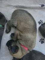 Red, a male Belgian Malinois and Dutch Shepherd for sale in Knoxville, TN – 2 of 9