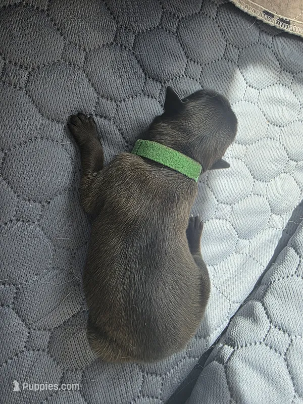 Green – Belgian Malinois, Dutch Shepherd puppy for sale in West Palm Beach, FL
