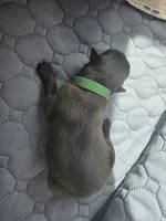 Green, a male Belgian Malinois and Dutch Shepherd for sale in Knoxville, TN – 5 of 9