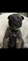 Light Green, a female Belgian Malinois and Dutch Shepherd for sale in Knoxville, TN – 2 of 8