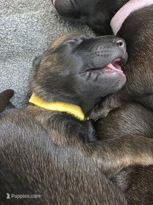 Yellow – Belgian Malinois, Dutch Shepherd puppy for sale in West Palm Beach, FL