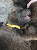 Yellow, a female Belgian Malinois and Dutch Shepherd for sale in Knoxville, TN – 4 of 9