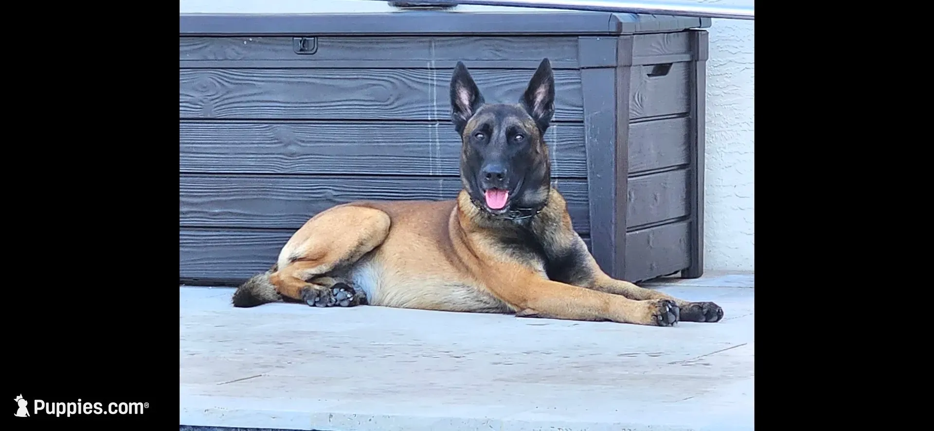 Blue, a male Belgian Malinois and Dutch Shepherd for sale in West Palm Beach, FL – 4 of 6