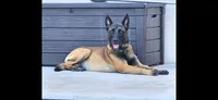 Belgian Malinois , a  Belgian Malinois and Dutch Shepherd for sale in West Palm Beach, FL – 9 of 10