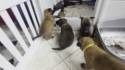 Lime, a female Belgian Malinois and Dutch Shepherd for sale in Knoxville, TN – 7 of 10