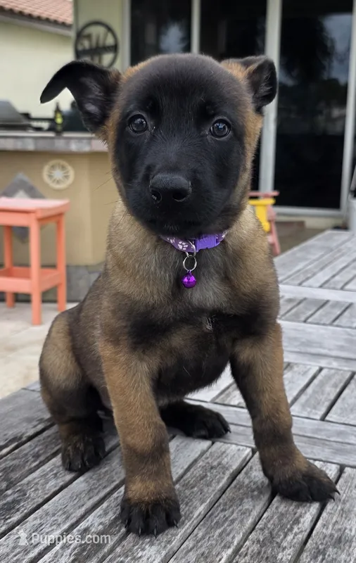 Light Purple – Belgian Malinois, Dutch Shepherd puppy for sale in Lake Worth, FL