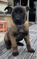 Rook - Light Purple, a male Belgian Malinois and Dutch Shepherd for sale in Lake Worth, FL – 1 of 10