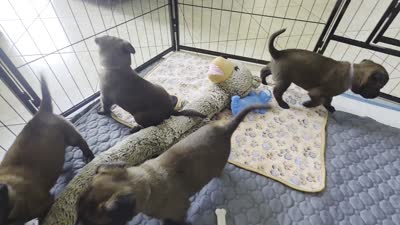 Light Purple, a male Belgian Malinois and Dutch Shepherd for sale in Knoxville, TN – 4 of 10
