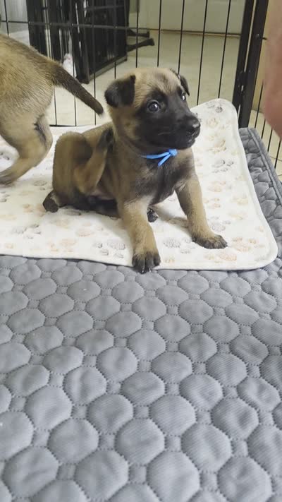 Light Blue, a female Belgian Malinois and Dutch Shepherd for sale in Knoxville, TN – 4 of 9