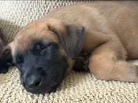 Hawes - Aqua, a female Belgian Malinois and Dutch Shepherd for sale in Lake Worth, FL – 2 of 9