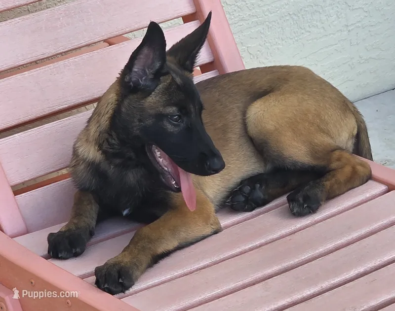 Remi - Light Green – Belgian Malinois, Dutch Shepherd puppy for sale in Lake Worth, FL