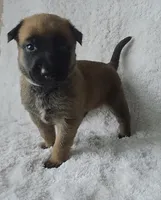 Aqua, a female Belgian Malinois and Dutch Shepherd for sale in Knoxville, TN – 3 of 9