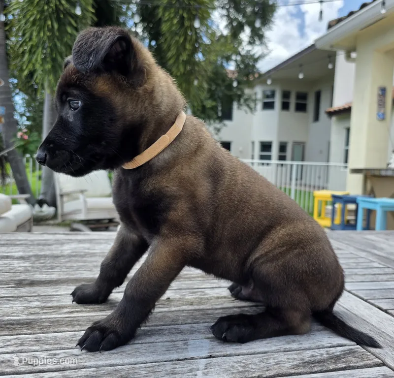 Tan – Belgian Malinois, Dutch Shepherd puppy for sale in Lake Worth, FL