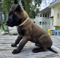 Sig - Tan, a male Belgian Malinois and Dutch Shepherd for sale in Lake Worth, FL – 4 of 10