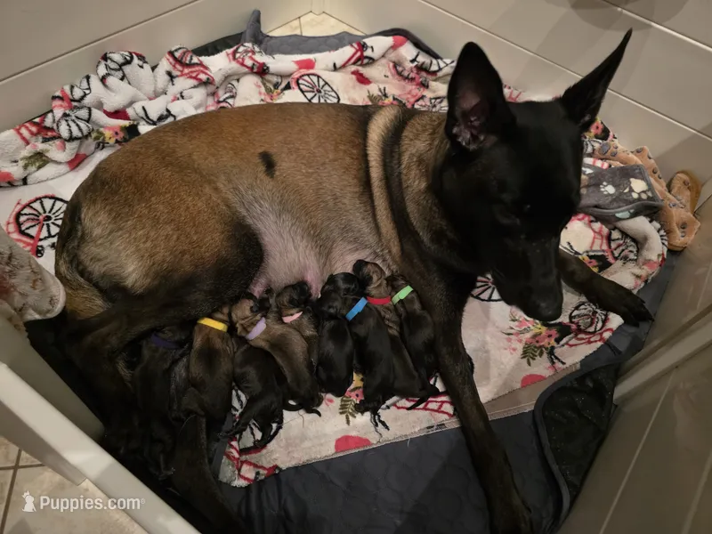 Purple – Belgian Malinois, Dutch Shepherd puppy for sale in West Palm Beach, FL