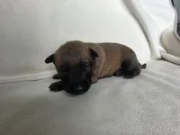 Red, a male Belgian Malinois and Dutch Shepherd for sale in Knoxville, TN – 8 of 9