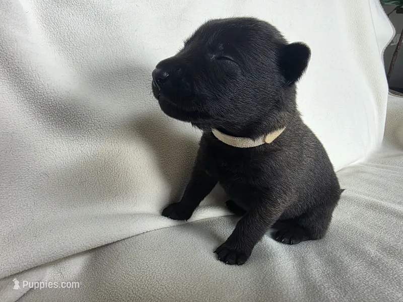 Tan – Belgian Malinois, Dutch Shepherd puppy for sale in West Palm Beach, FL