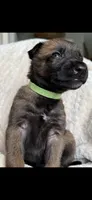 Light Green, a female Belgian Malinois and Dutch Shepherd for sale in Knoxville, TN – 3 of 8