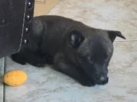 Ruger, a male Belgian Malinois and Dutch Shepherd for sale in Knoxville, TN – 8 of 9