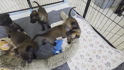 Gray, a male Belgian Malinois and Dutch Shepherd for sale in Knoxville, TN – 4 of 10