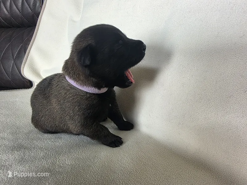 Light Purple – Belgian Malinois, Dutch Shepherd puppy for sale in West Palm Beach, FL