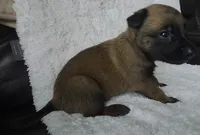 Yellow, a female Belgian Malinois and Dutch Shepherd for sale in Knoxville, TN – 2 of 9