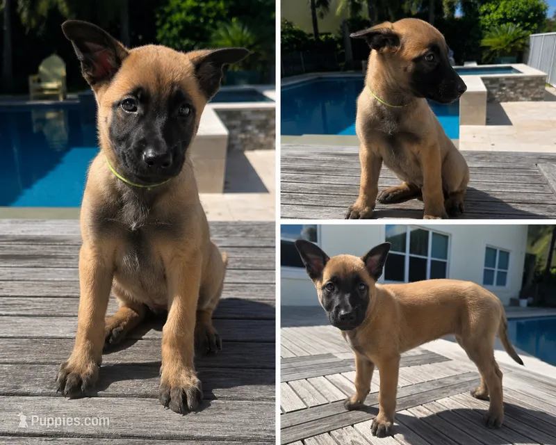 Remi - Light Green – Belgian Malinois, Dutch Shepherd puppy for sale in Lake Worth, FL
