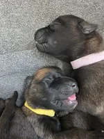Light Purple, a male Belgian Malinois and Dutch Shepherd for sale in West Palm Beach, FL – 1 of 5