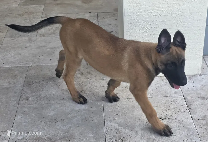 Smith - Black – Belgian Malinois, Dutch Shepherd puppy for sale in Lake Worth, FL